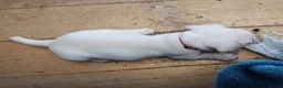 French Bulldog dogs for sale: Stunning French Bulldog puppies full pink husky in Spalding - Advert 16