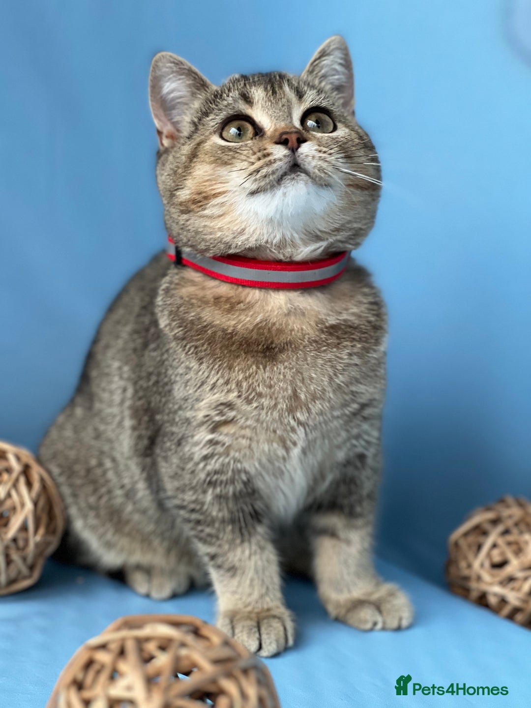 British Shorthair cats for sale: Stunning British sh/longhair kittens TICA - Image 13