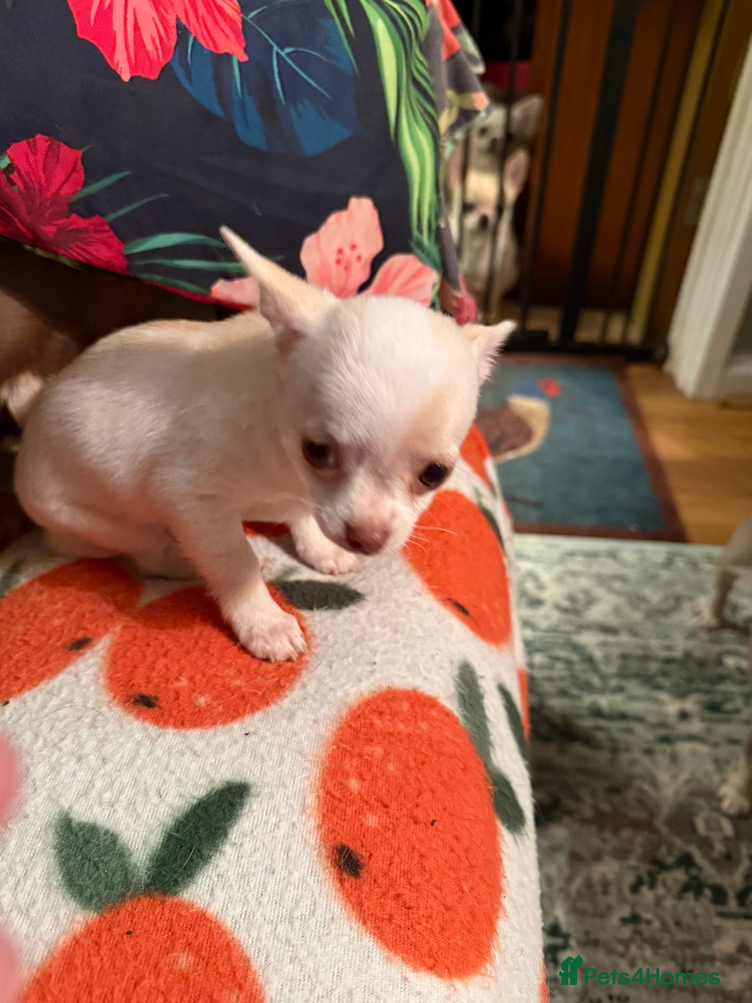 Chihuahua dogs for sale: For sale  - Advert 9