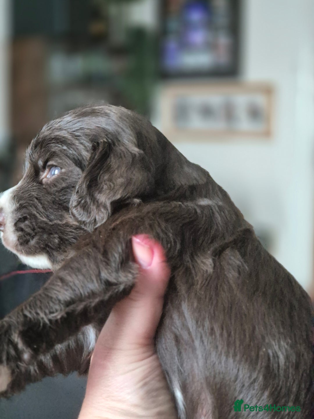 Sprocker dogs for sale: Sprockers - Image 9