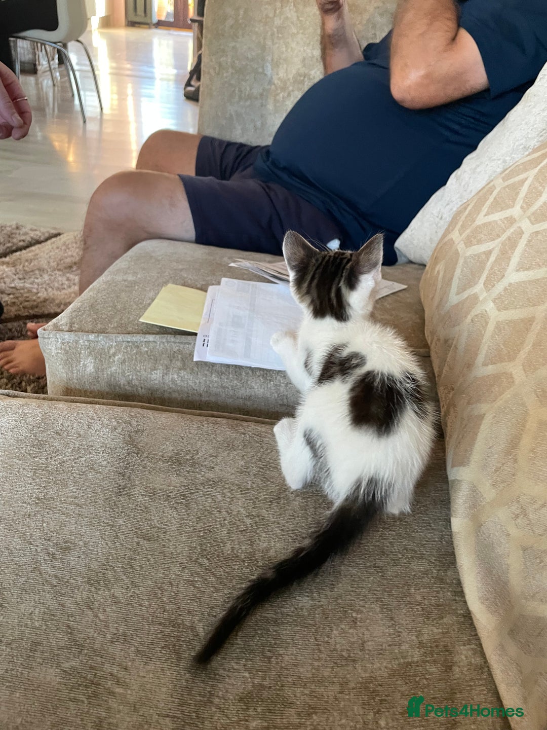 Mixed Breed cats for sale: Kittens for sale - Image 6