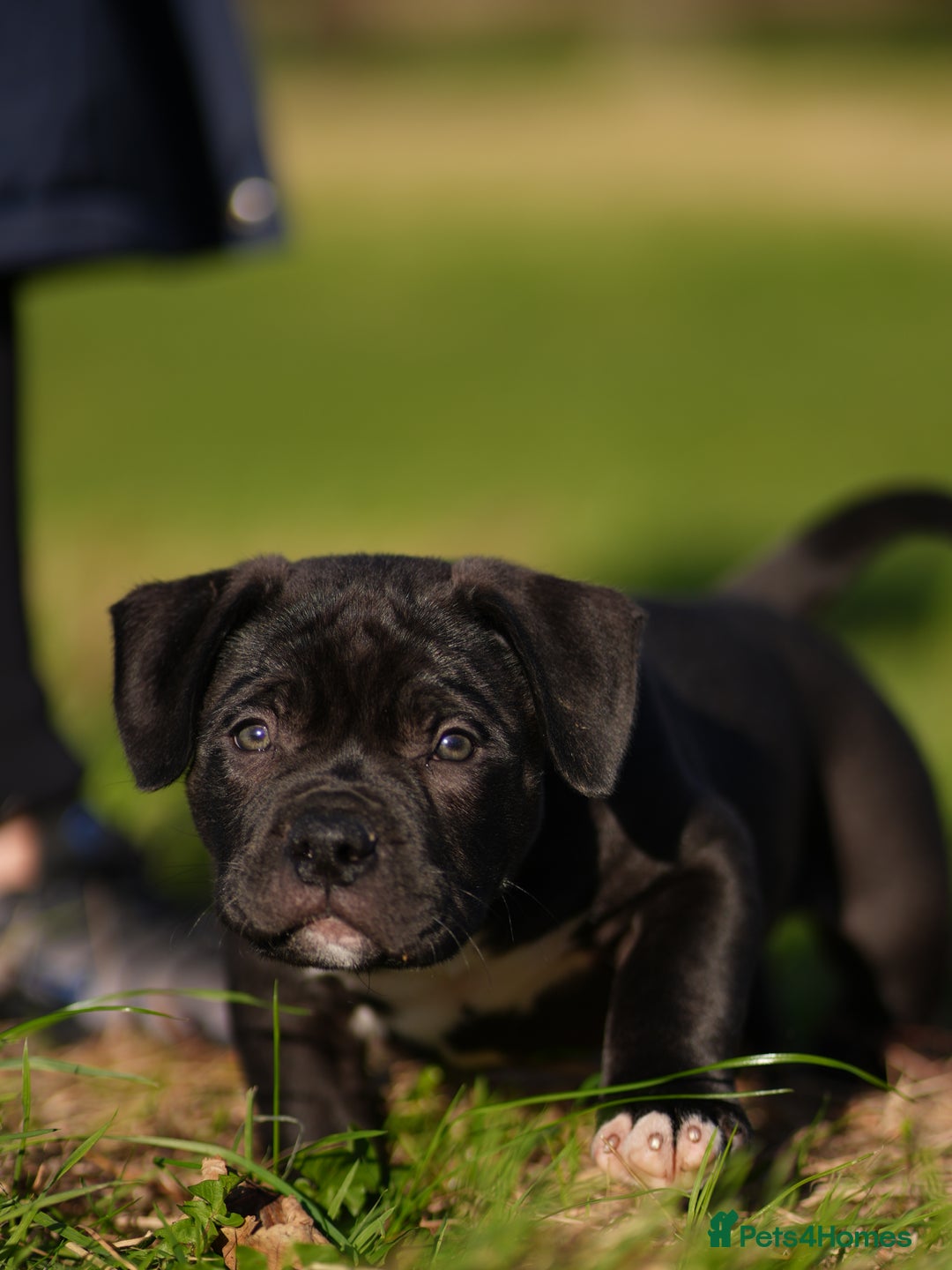 American Bully dogs for sale: 🏆Champion Cole pups 🏆 - Image 7