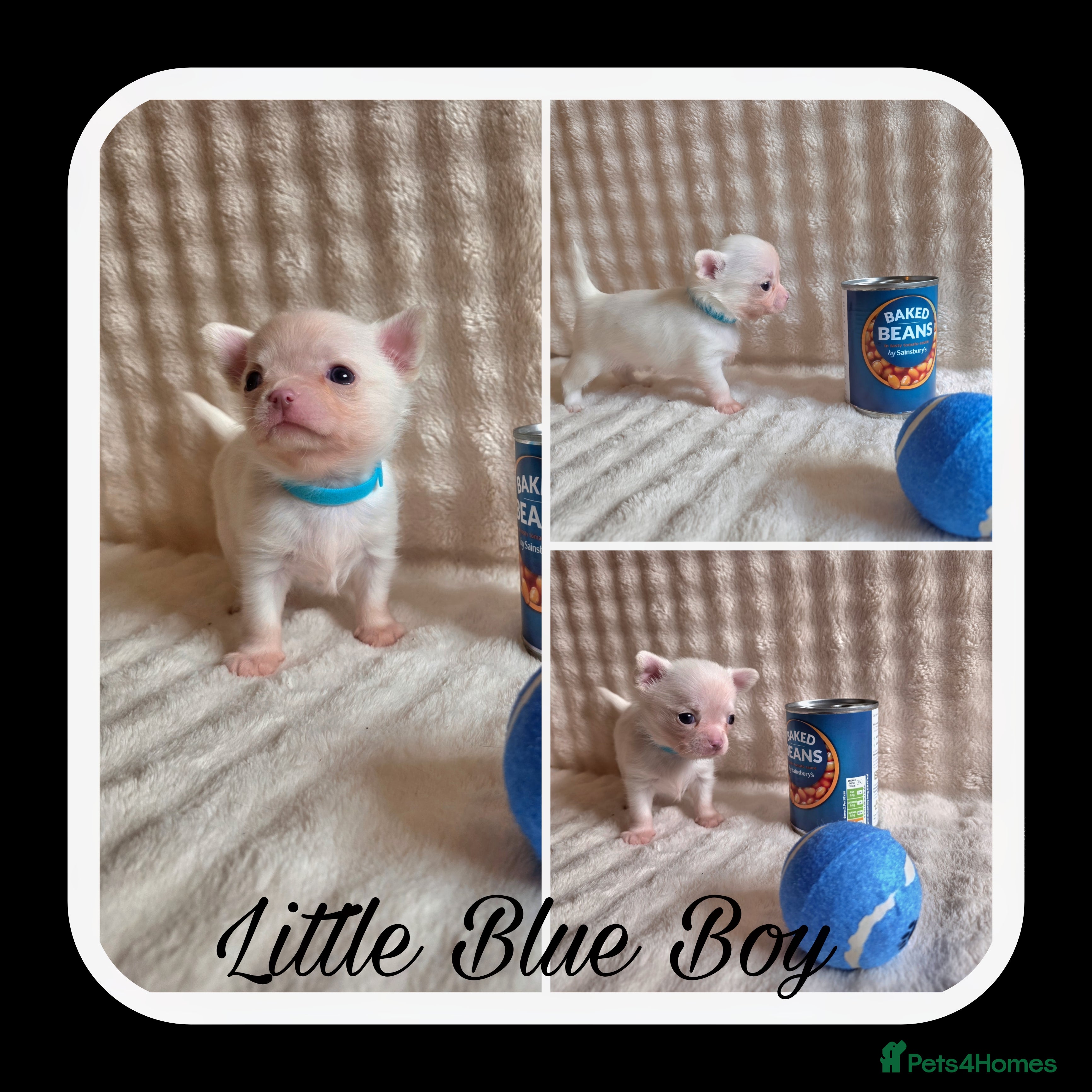 Chihuahua dogs 5 Beautiful true to type small chihuahuas - Advert 1