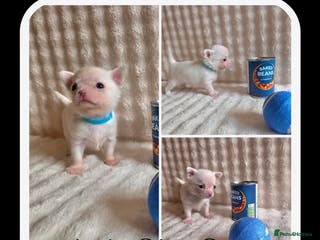 Chihuahua dogs 5 Beautiful true to type small chihuahuas - Advert 4