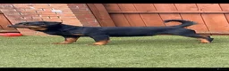 Rottweiler dogs for sale: CONFIRMED BREEDING 31st august  in Cardiff - Advert 2
