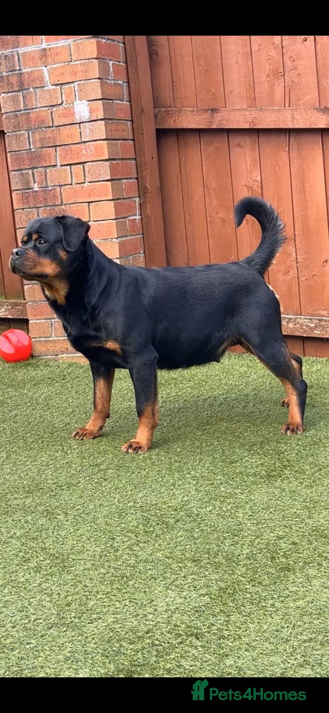 Rottweiler dogs for sale: CONFIRMED BREEDING 31st august  in Cardiff - Advert 2
