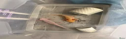 Axolotl reptiles for sale: Pair of female Axolotls  - Advert 2