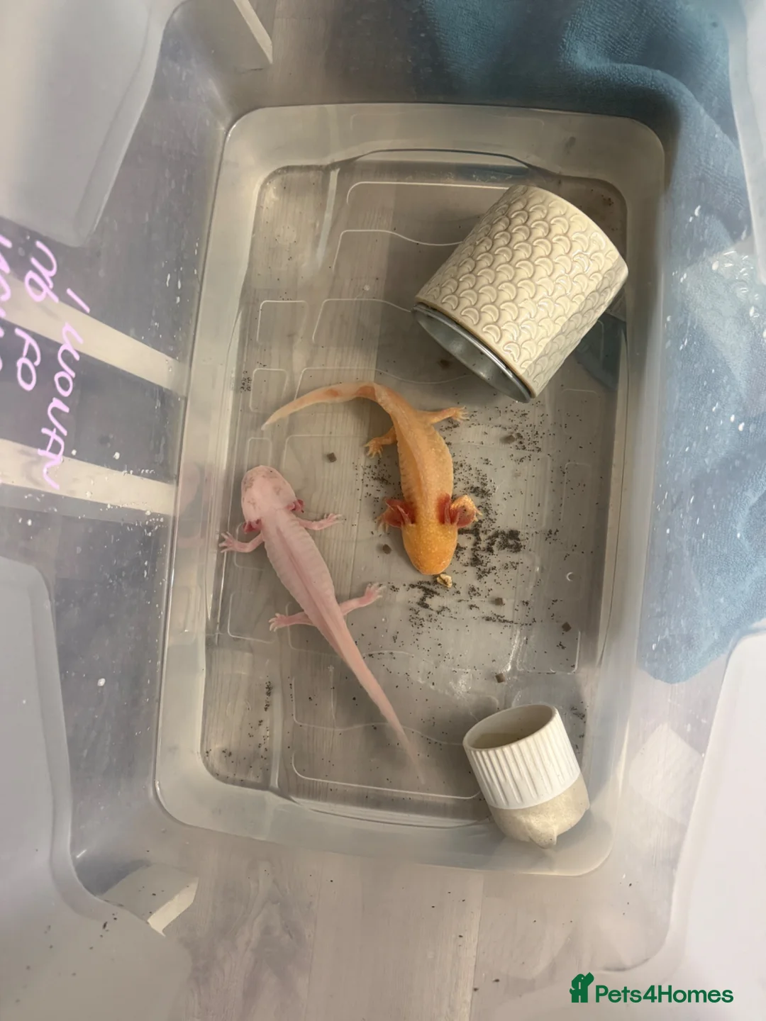 Axolotl reptiles for sale: Pair of female Axolotls  - Advert 2