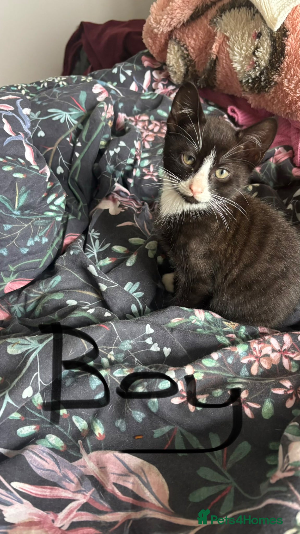 Mixed Breed cats for sale: Kittens for sale - Advert 6