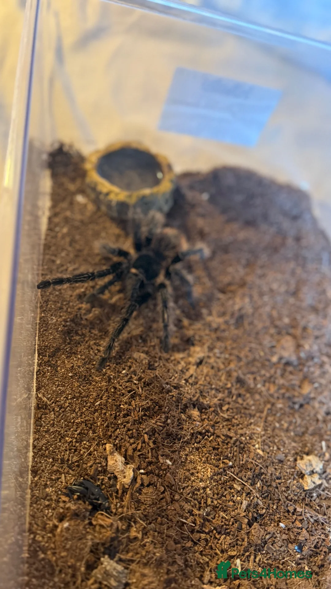 Tarantulas invertebrates for sale: Salmon pink birdeater in Sheffield - Advert 2