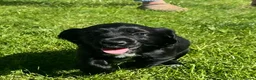Cocker Spaniel dogs for sale: Beautiful Bitch Cocker Spaniel - Advert 6