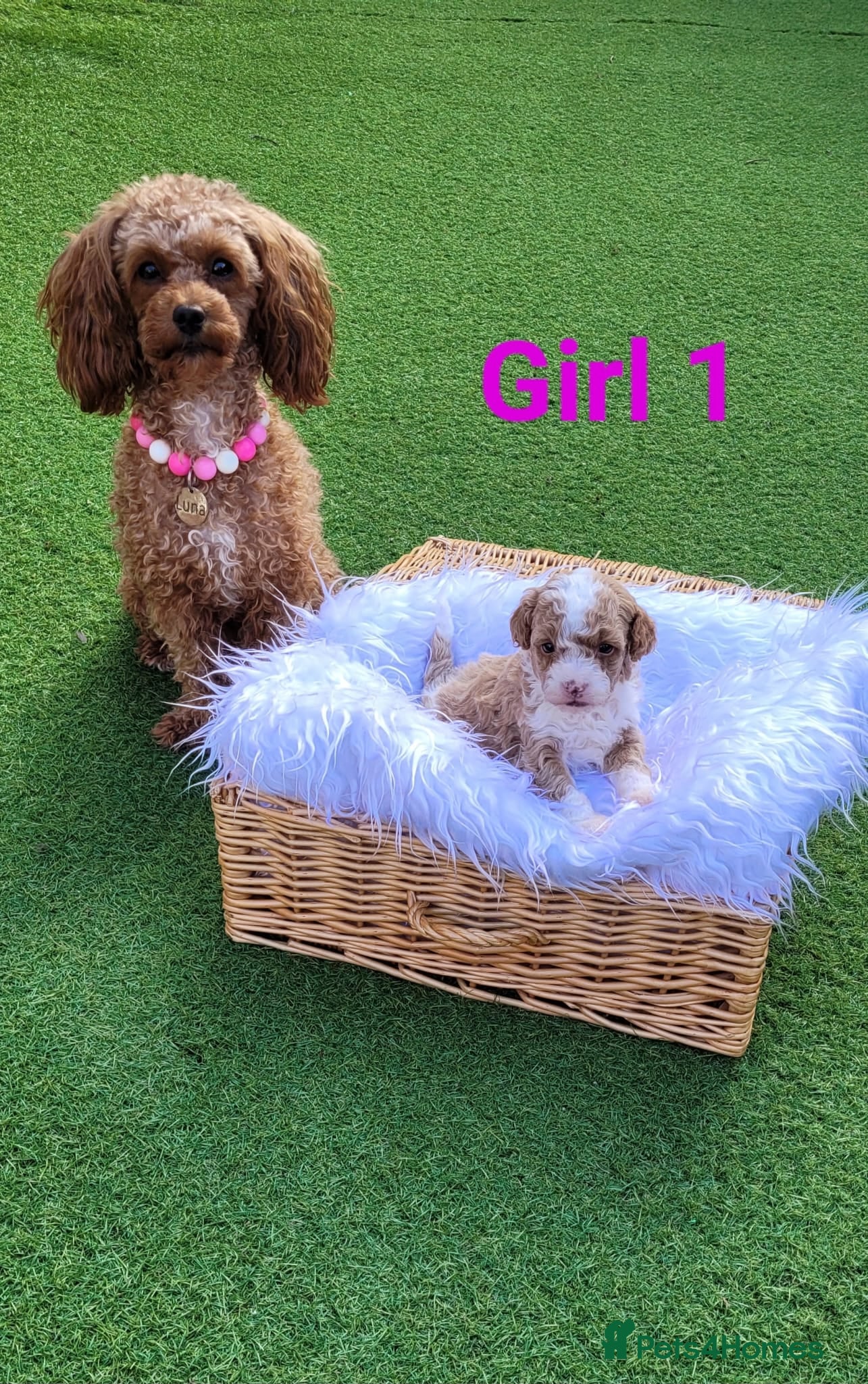 Toy Poodle dogs Toy poodle Puppies- 2 girls left - Advert 1