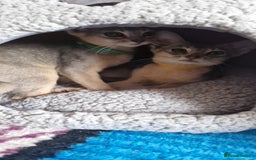 Abyssinian cats for sale: Pure Abyssinian kittens ❤️Ready to go 😍  - Image 12