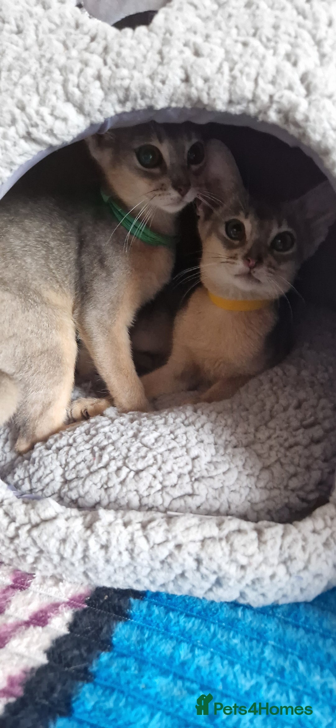 Abyssinian cats for sale: Pure Abyssinian kittens ❤️Ready to go 😍  - Image 12