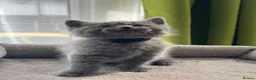 British Shorthair cats for sale: Beautiful British Kittens 🍂 - Advert 14