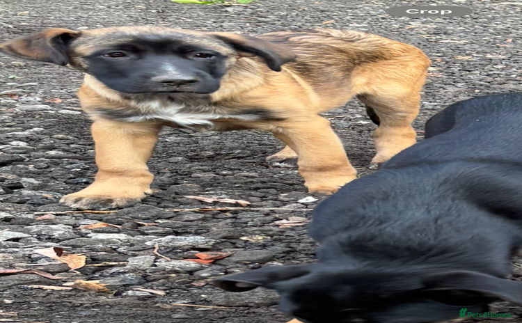 Mixed Breed dogs - Advert 9
