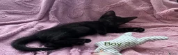 Mixed Breed cats for sale: 6 Black Kittens Ready to Leave! - Advert 8