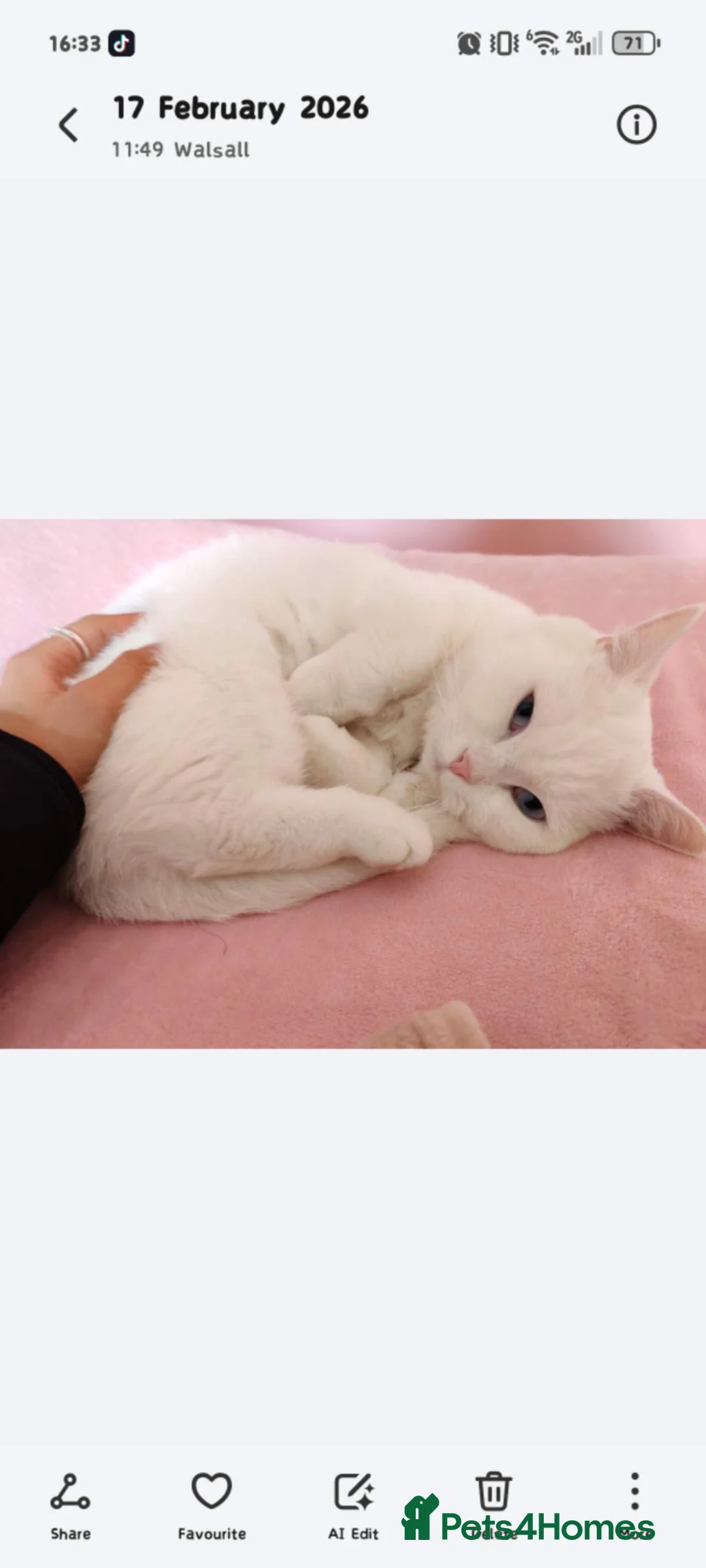 Mixed Breed cats for sale:  Cute British shorthair Kittens for sale - Advert 7