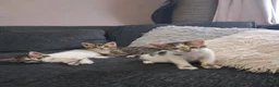 Mixed Breed cats for sale: Mixed bengal kittens - Advert 10