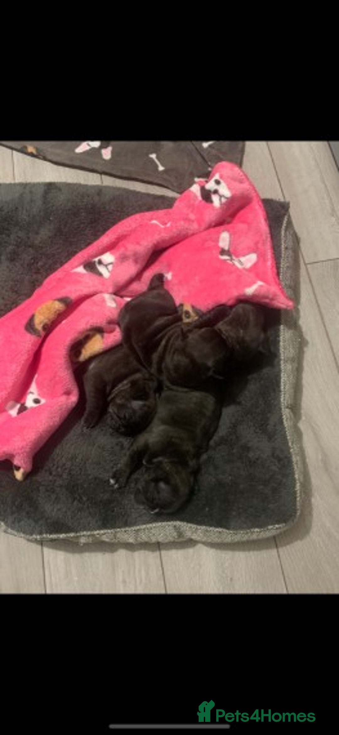 French Bulldog dogs for stud: Latte male proven stud in Harpenden - Image 5