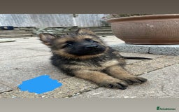 German Shepherd dogs for sale: Medium/long haired German shepherd puppies  - Image 4