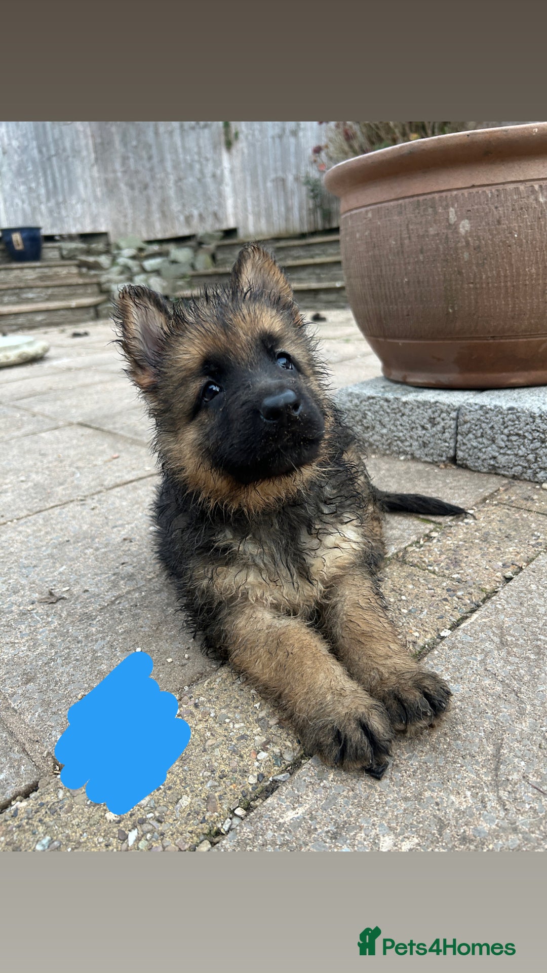 German Shepherd dogs for sale: Medium/long haired German shepherd puppies  - Image 4