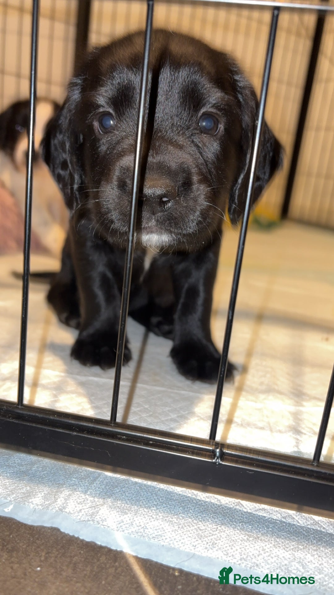 Sprocker dogs for sale: SPRINGER PUPPIES - Advert 9