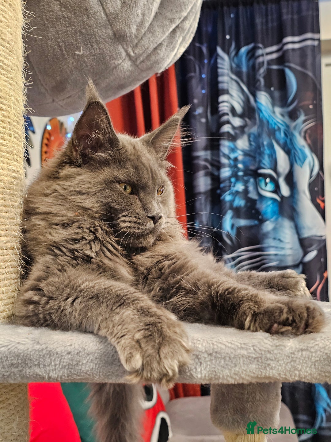 Maine Coon cats for sale: 🔥*Stunning Litter of 8💎Solid Blue Maine Coon*🔥  - Image 10