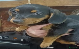 Dachshund dogs for sale: Dachshunds..Traditional Black and tan Puppies - Advert 1