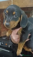 Dachshund dogs Dachshunds..Traditional Black and tan Puppies - Advert 2