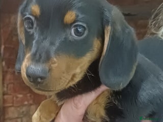 Dachshund dogs for sale: Dachshunds..Traditional Black and tan Puppies - Advert 1
