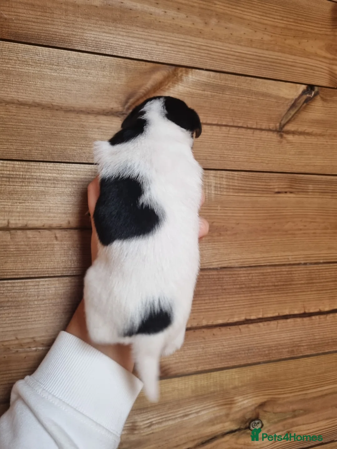 Jack Russell dogs for sale: Jack Russell litter - Advert 8