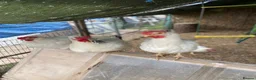 Chickens poultry for sale: Mixed lot of chickens.  - Advert 2