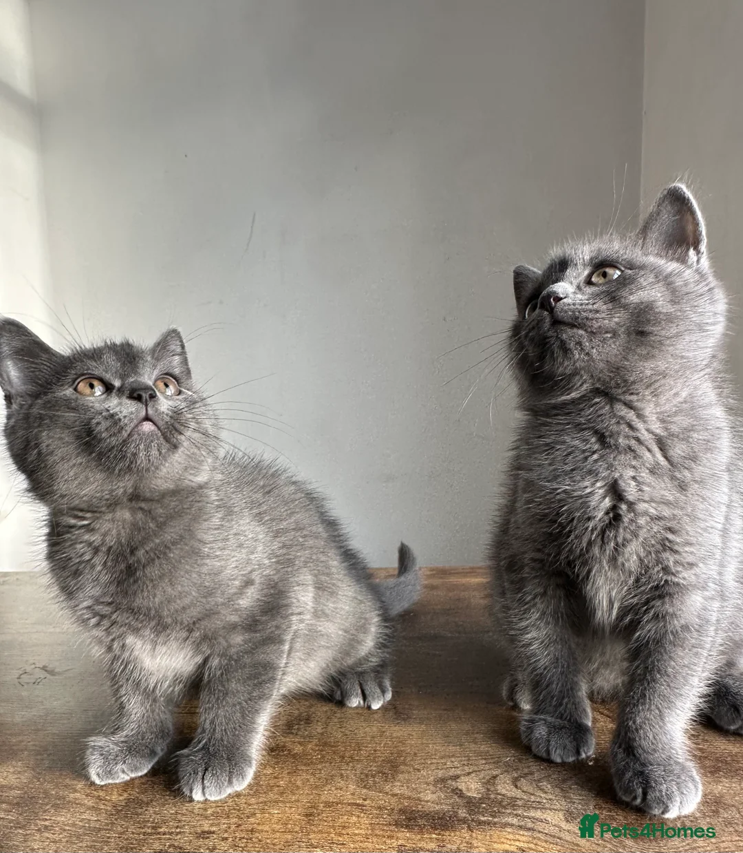 British Shorthair cats for sale: 2 British shorthair boys - Advert 2