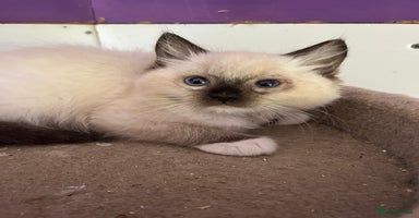 Ragdoll cats - Advert 12