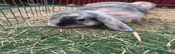 Mini Lop rabbits for sale: 2 female mini lop Rabbits (sister) with xl cage in Doncaster - Advert 4