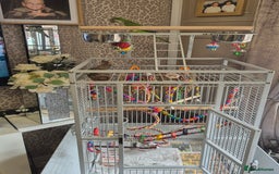 Parrots birds for sale: Qacker parrot  - Image 2