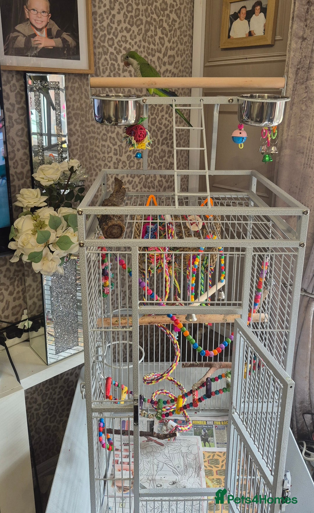 Parrots birds for sale: Qacker parrot  - Image 2