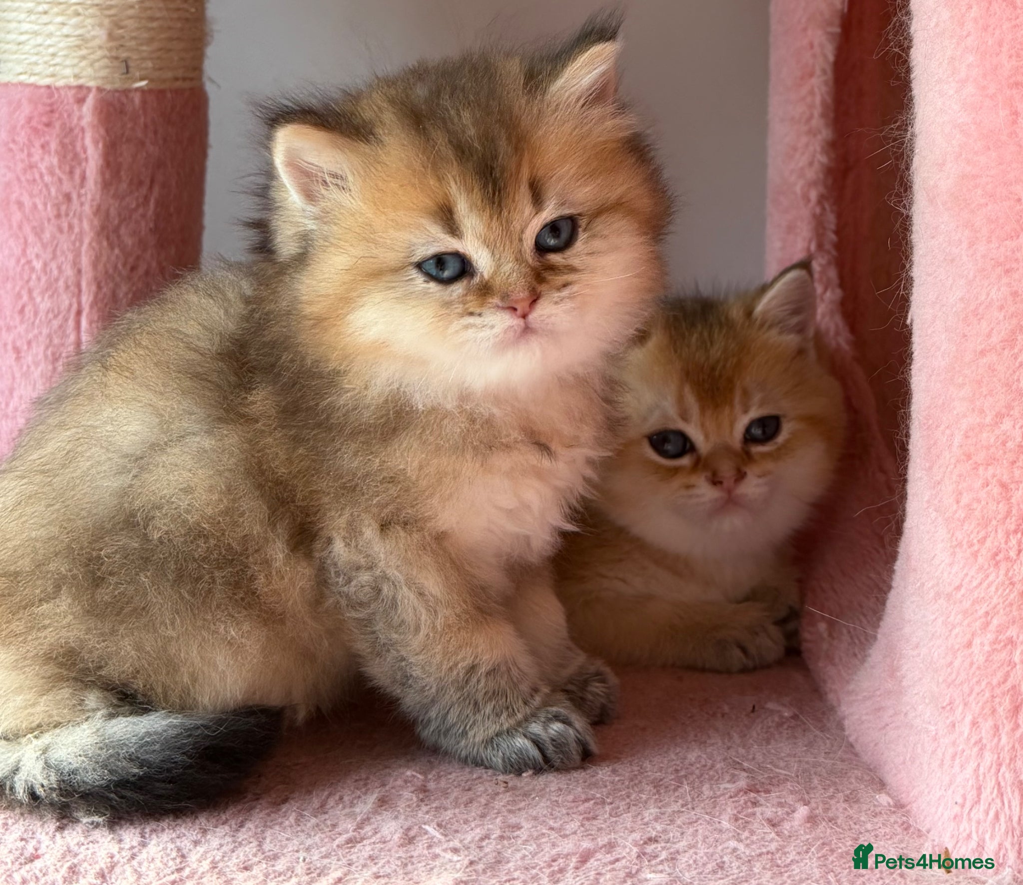 British Longhair cats Exquisite British Kittens – Golden & Colourpoint  - Advert 2