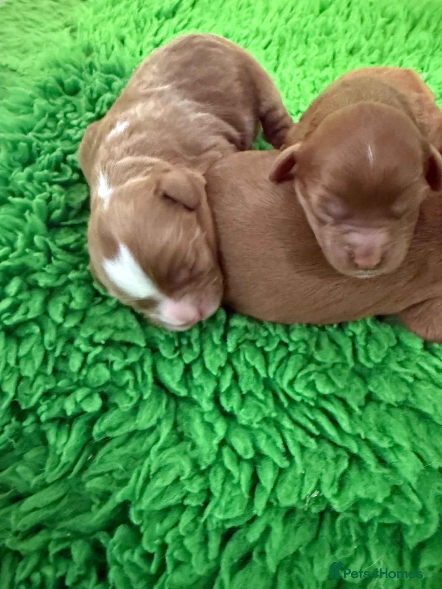 Cavapoo dogs for sale: Cavapoo puppies,health tested parents 5* licensed  - Advert 3