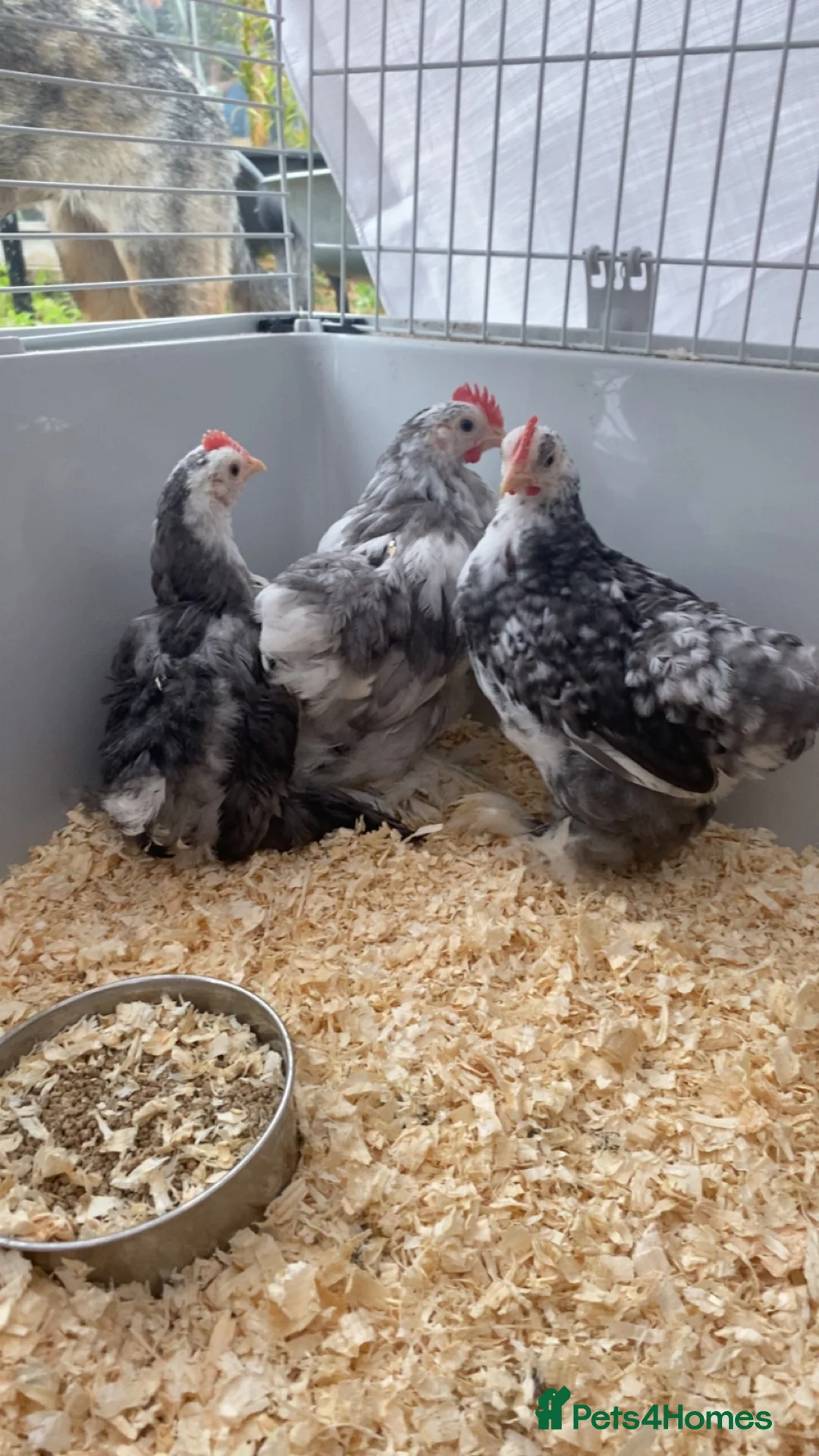 Chickens poultry for sale: 2 stunning male chickens for sale  in Alfreton - Advert 3