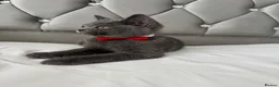 British Shorthair cats for sale: Beautiful  Blue British Shorthair Kittens  - Advert 24