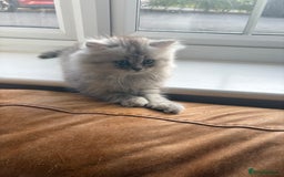 Persian cats for sale: Purrrfect Persians 😻😻😻 - Image 22