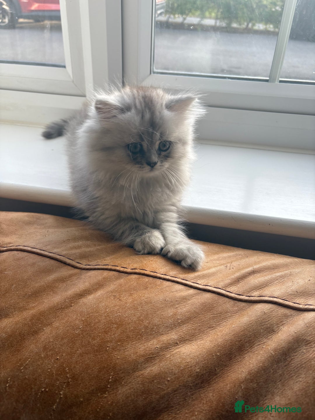 Persian cats for sale: Purrrfect Persians 😻😻😻 - Image 22