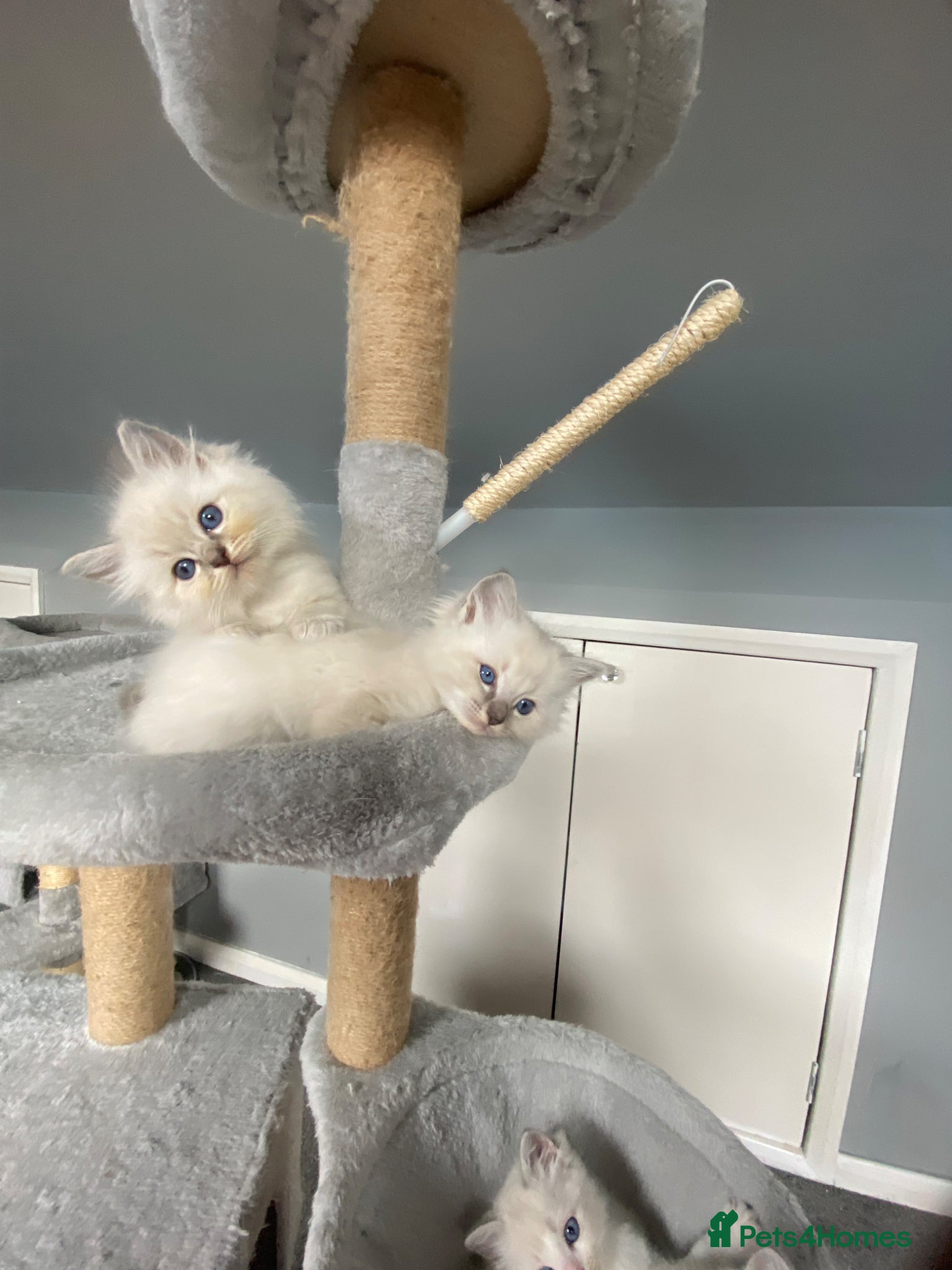Ragdoll cats Lilac point & lilac lynx girls  - Advert 8