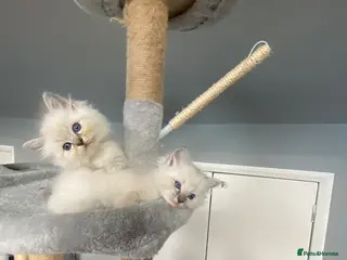 Ragdoll cats Lilac point & lilac lynx girls - Advert 8