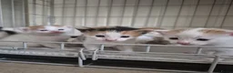 Mixed Breed cats for sale: Beautiful babies needing forever homes - Advert 9