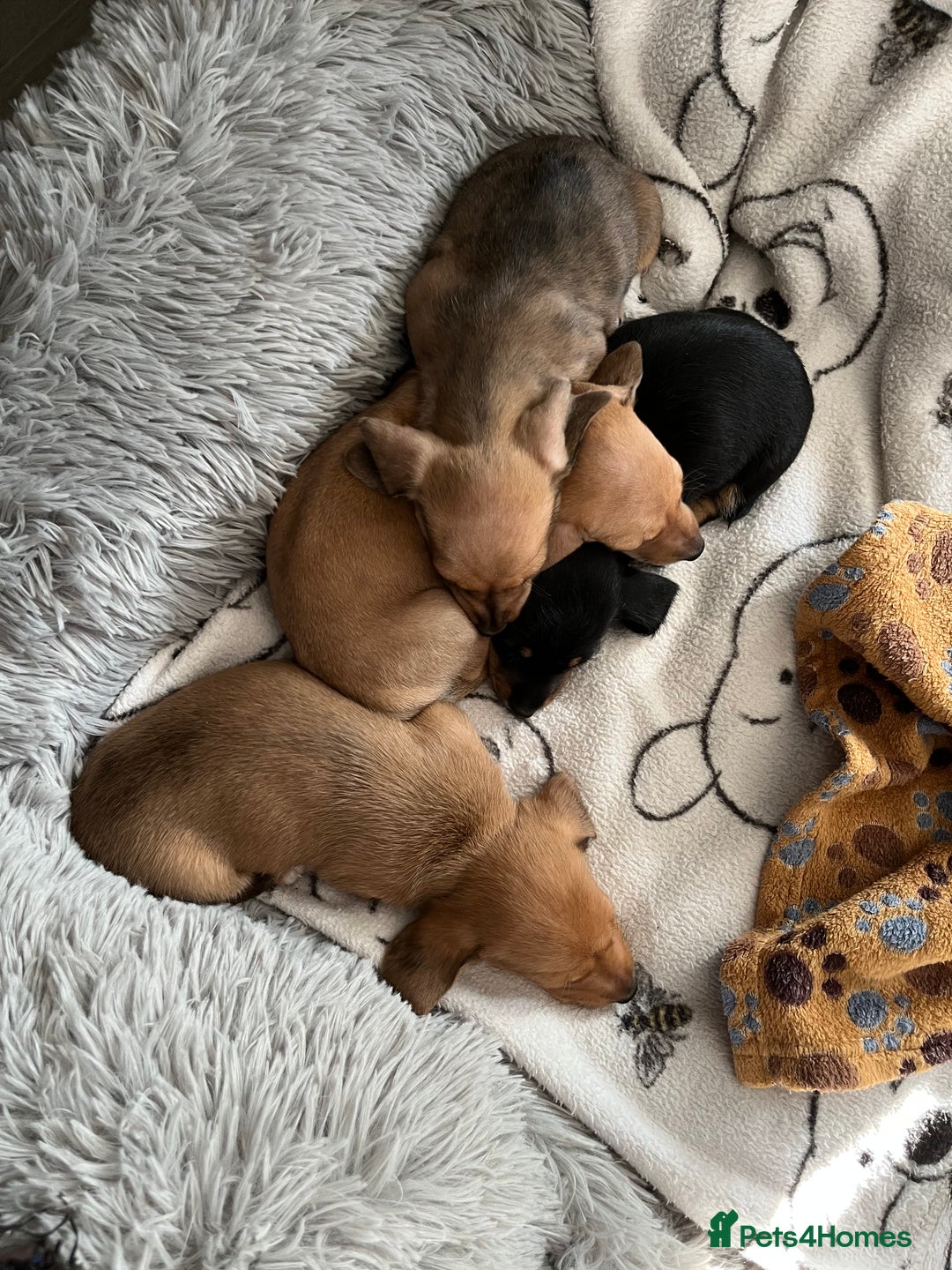 Mixed Breed dogs for sale: Maltese Cross Miniature Dachshund  - Advert 8