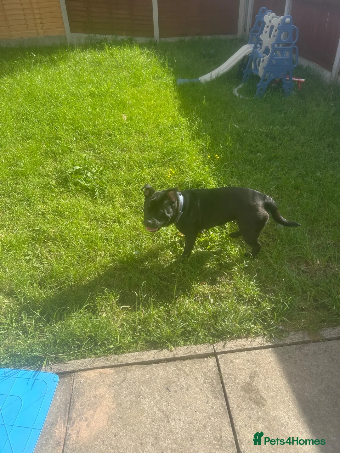 Mixed Breed dogs for sale: Free mixed breed female  in Warrington - Advert 2