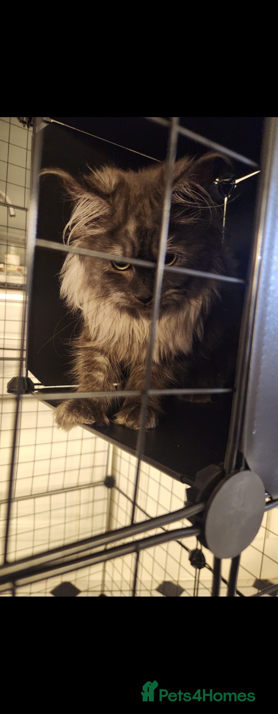 Maine Coon cats SMOKED XL COON - Advert 10